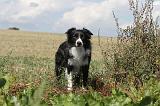 BORDER COLLIE 057